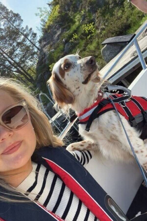 Hund - Engelsk setter