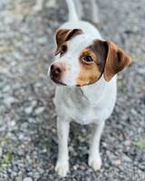 Dansk Svensk Gårdshund, Sally 5 år
