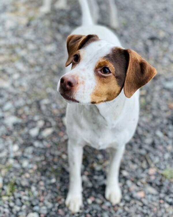 Hund - Dansk Svensk Grdshund, Sally 5 r