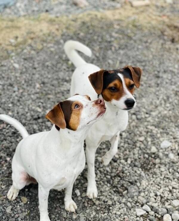 Hund - Dansk Svensk Gårdshund, Sally 5 år Hund - Dansk Svensk Gårdshund, Sally 5 år