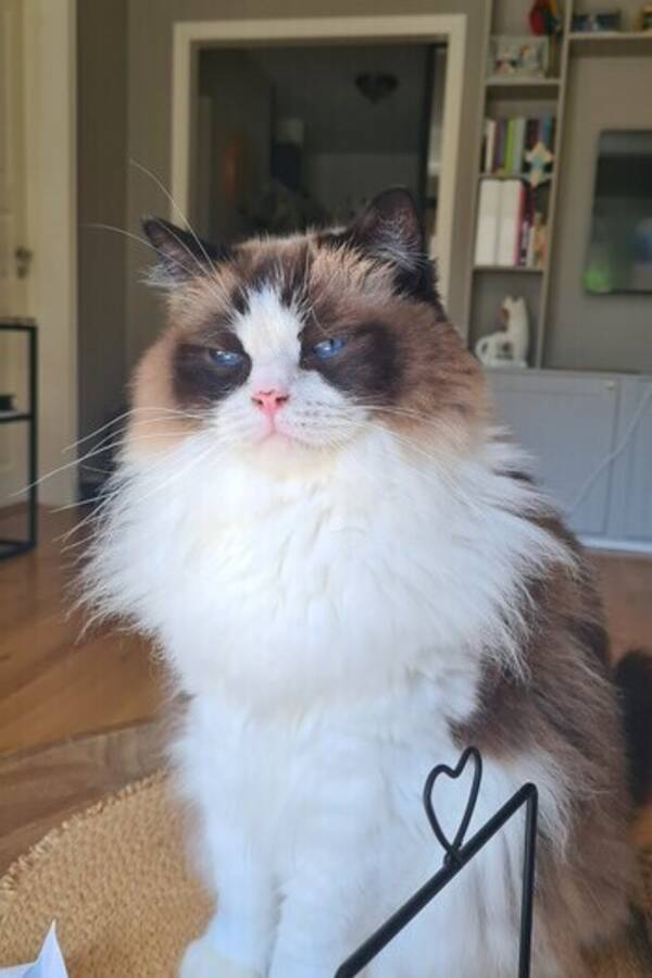 Katt - Buggis  Katt - Buggis