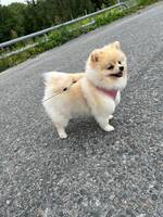 Pomeranian  Nicki