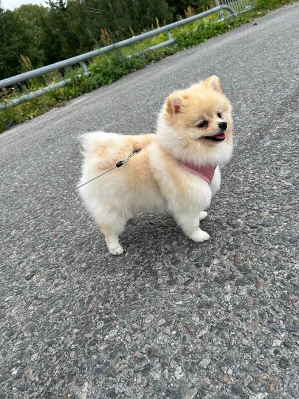 Hund - Pomeranian  Nicki Hund - Pomeranian  Nicki