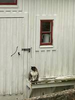 Skogskatten Tusse. 