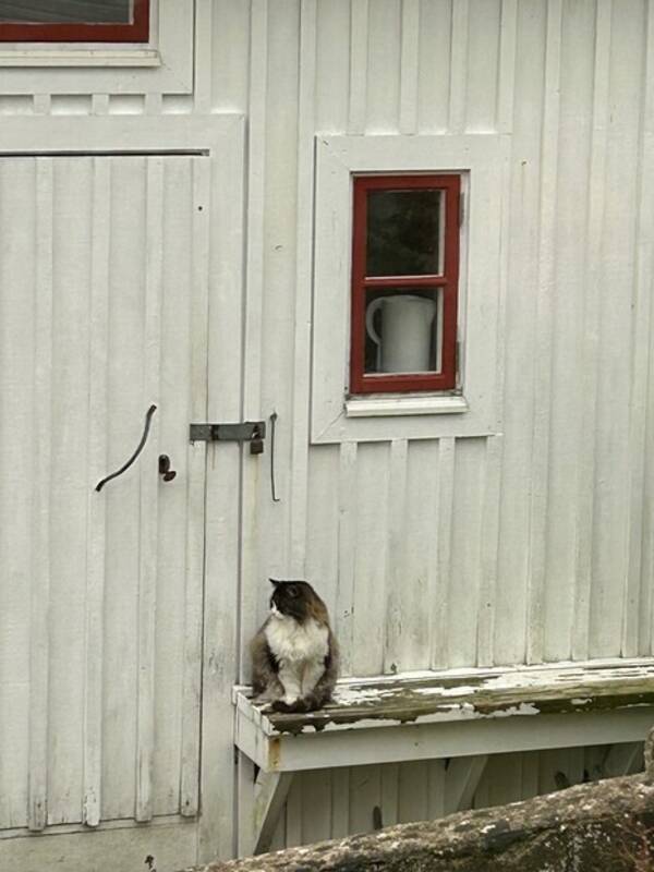 Katt - Skogskatten Tusse.  Katt - Skogskatten Tusse.
