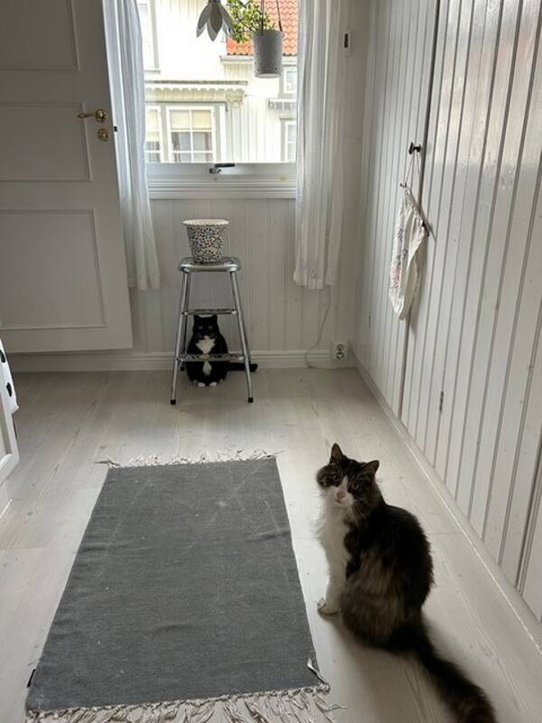 Katt - Skogskatten Tusse.  Katt - Skogskatten Tusse.