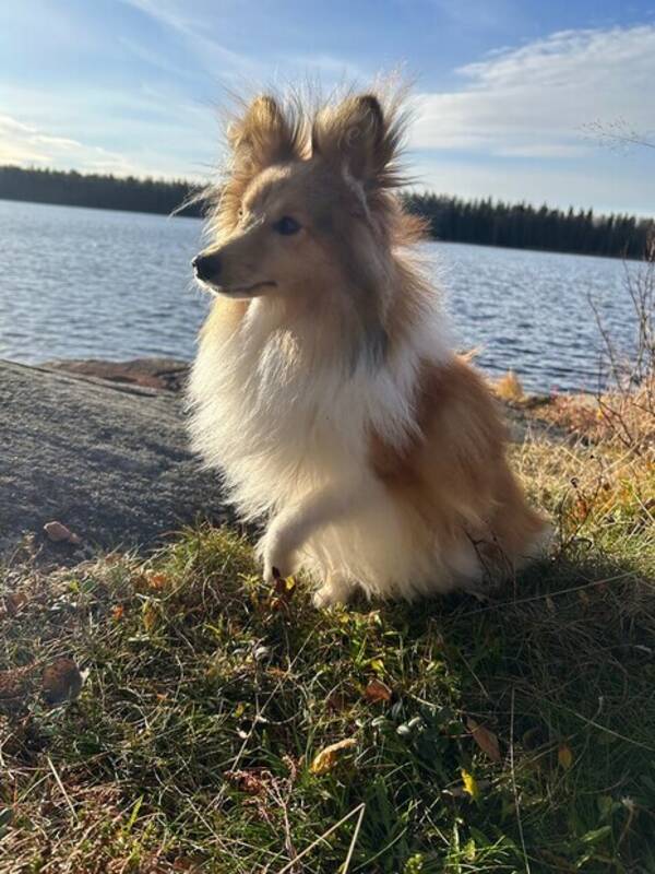 Hund - Tuk Hund - Tuk