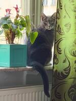 Katten Phazer