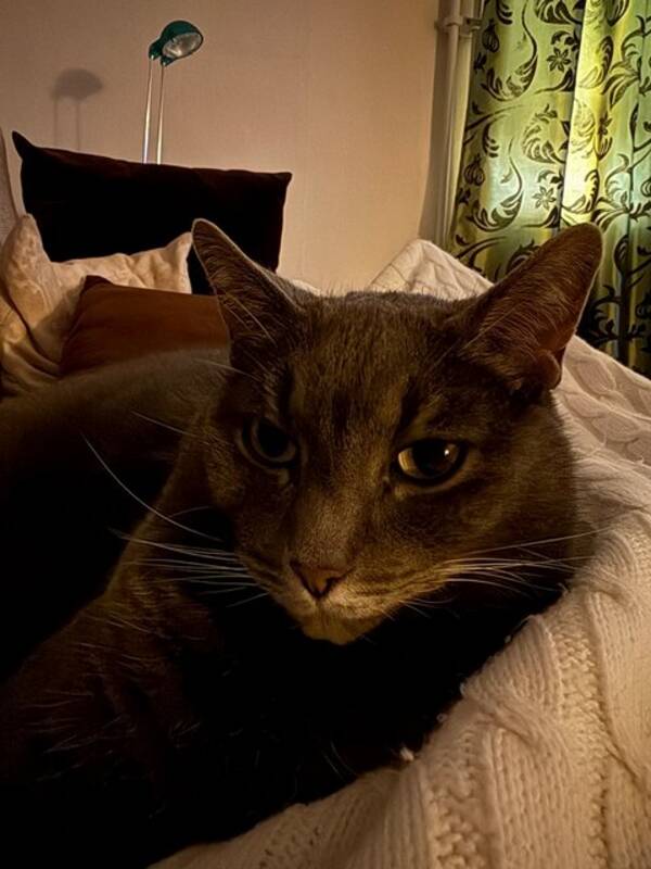 Katt - Katten Phazer Katt - Katten Phazer