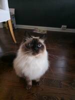 Katt Haku