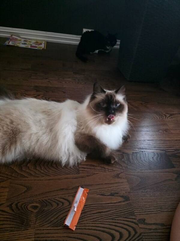Katt - Katt Haku Katt - Katt Haku