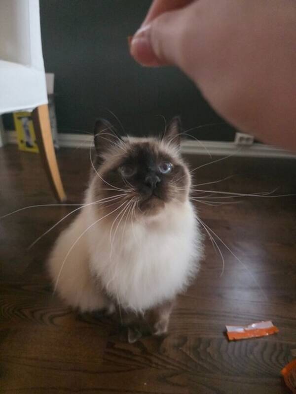 Katt - Katt Haku Katt - Katt Haku