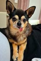 Chihuahuan Rio