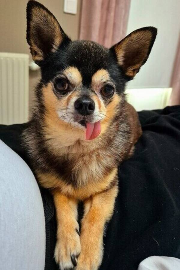Hund - Chihuahuan Rio Hund - Chihuahuan Rio