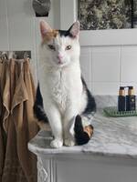 Bondkatt