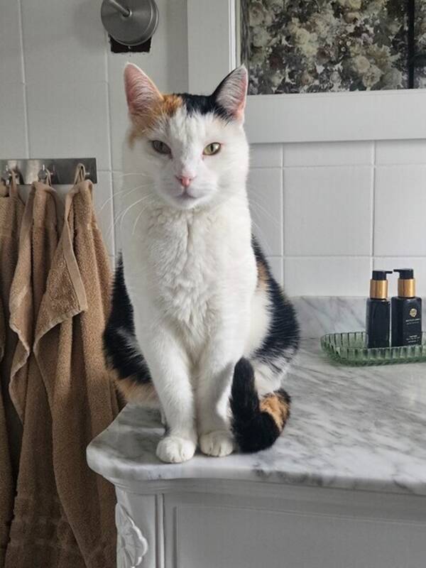 Katt - Bondkatt Katt - Bondkatt