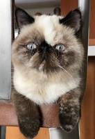 Teddy