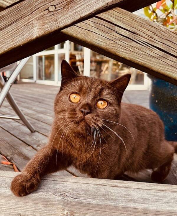 Katt - Teddy Katt - Teddy