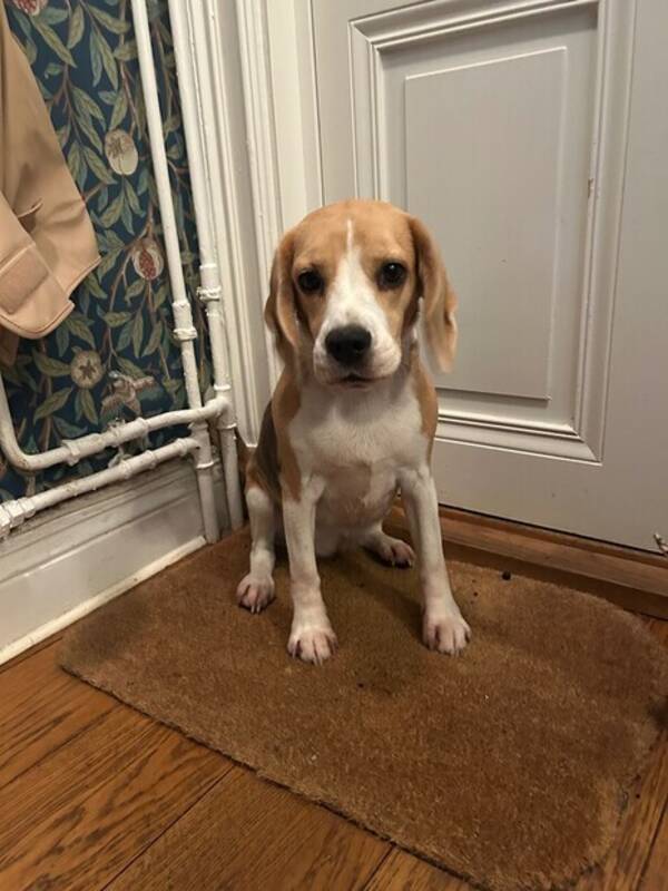 Hund - Beaglen Bella Hund - Beaglen Bella