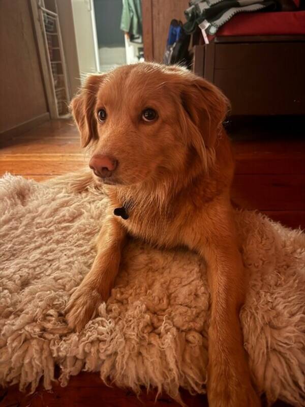 Hund - Tollare Hund - Tollare