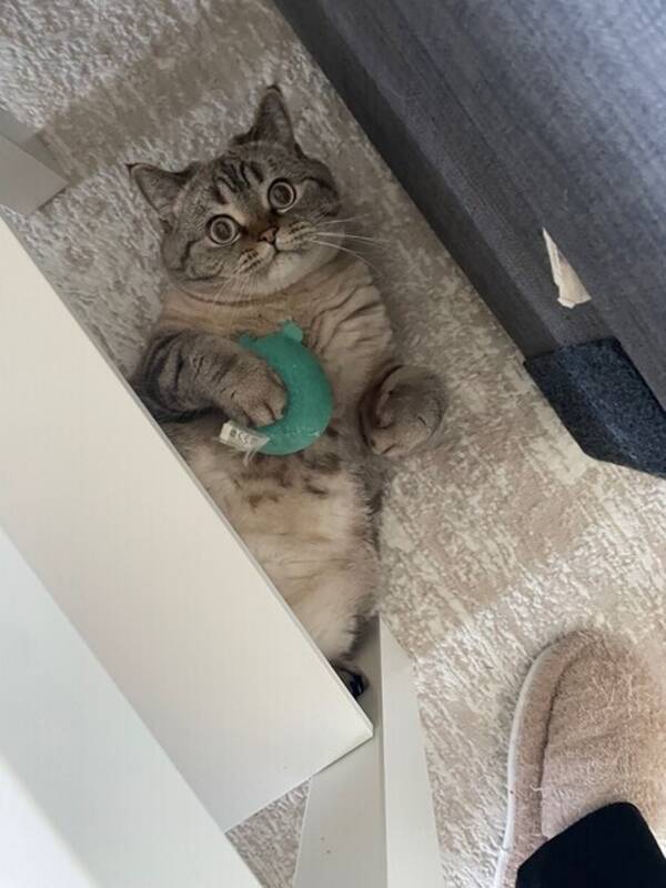 Katt - Lisa Katt - Lisa