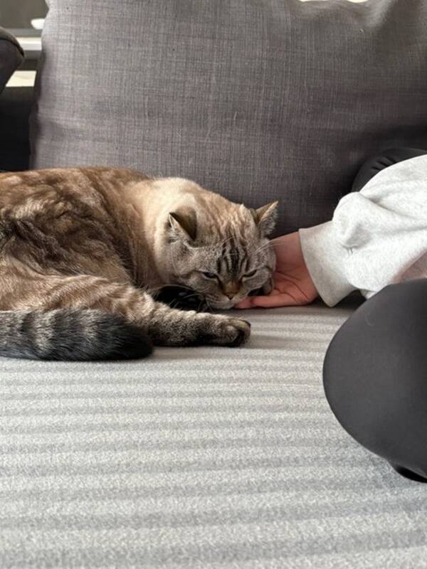 Katt - Lisa Katt - Lisa