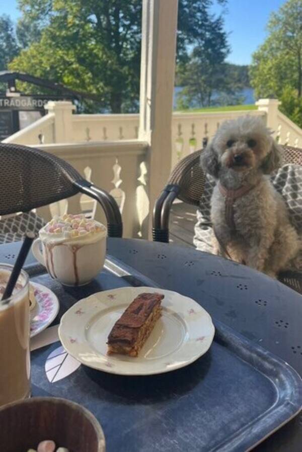 Hund - Blandnings pudeln Molly