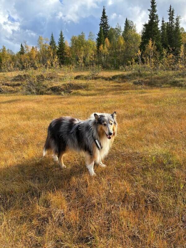 Hund - Långhårig collie Hund - Långhårig collie