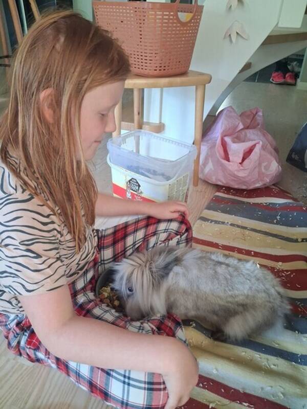 Övrigt - Lejonhuvad dvärgkanin  Övrigt - Lejonhuvad dvärgkanin