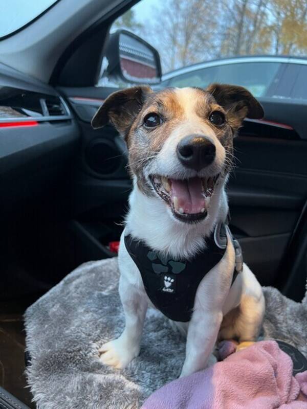 Hund - Jack Russell Terrier  Hund - Jack Russell Terrier