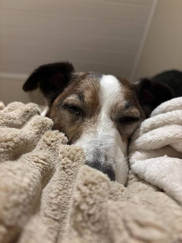 Hund - Jack Russell Terrier  Hund - Jack Russell Terrier