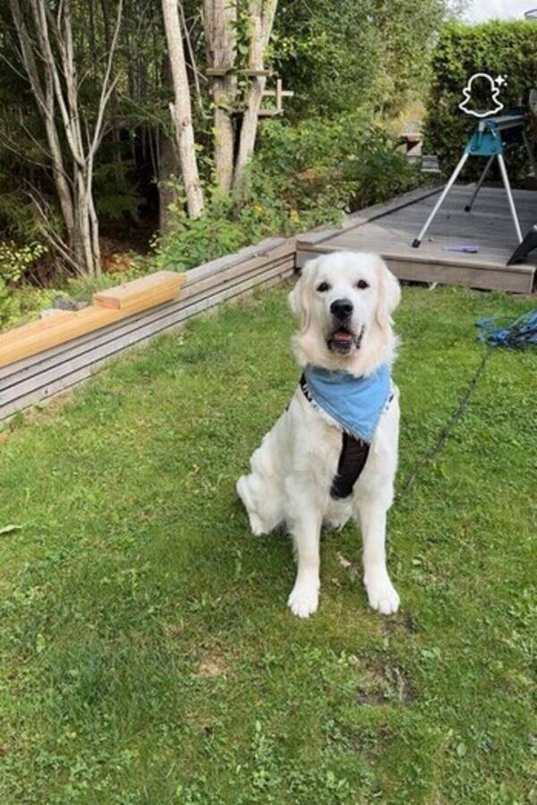 Hund - Golden retriever 