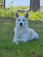 Norrbottensspets Nimbus