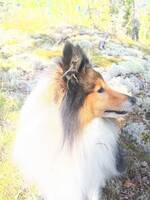 Lättlärd sheltie