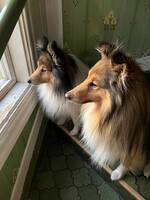 Busig och snabb sheltie