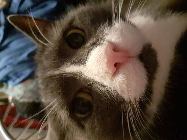 Katt - Katten Laban 