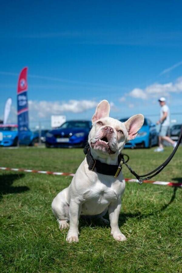 Hund - Fransk bulldog