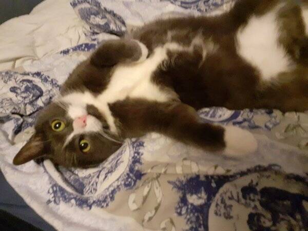 Katt - Katten Laban 