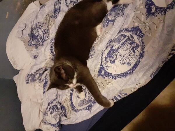 Katt - Katten Laban 