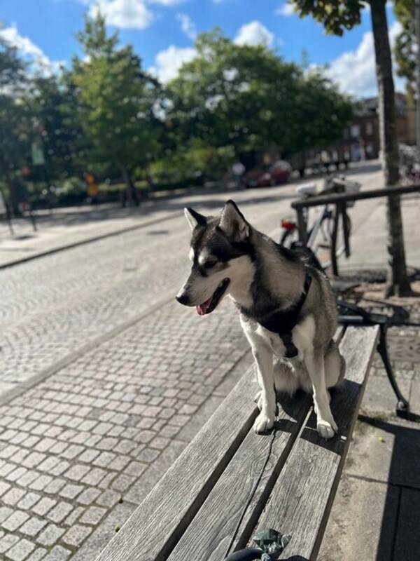 Hund - Min hund Hund - Min hund