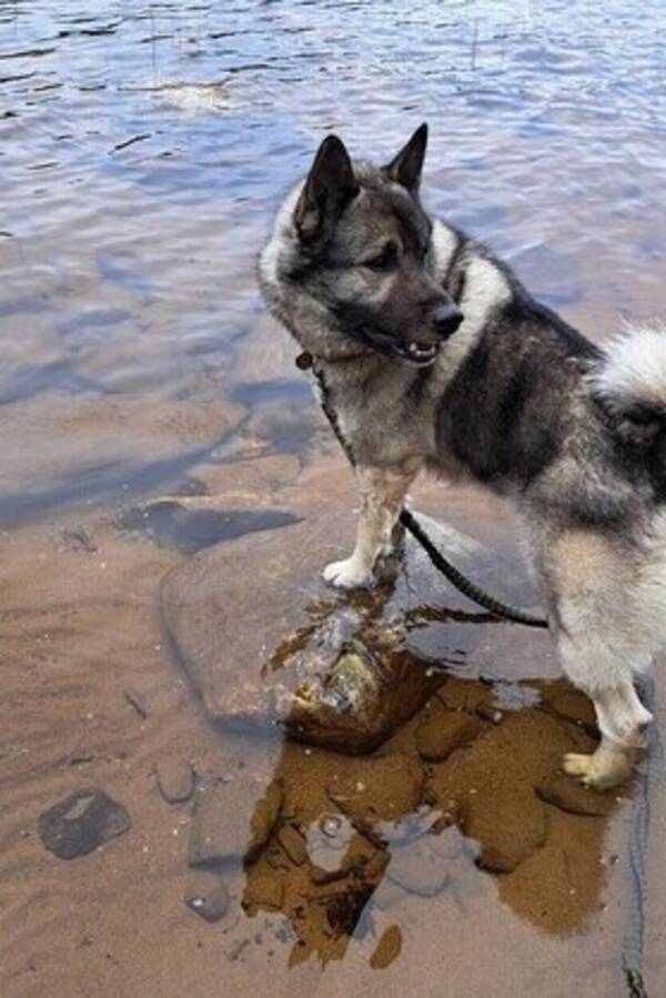 Hund - Norsk grå elghund  Hund - Norsk grå elghund
