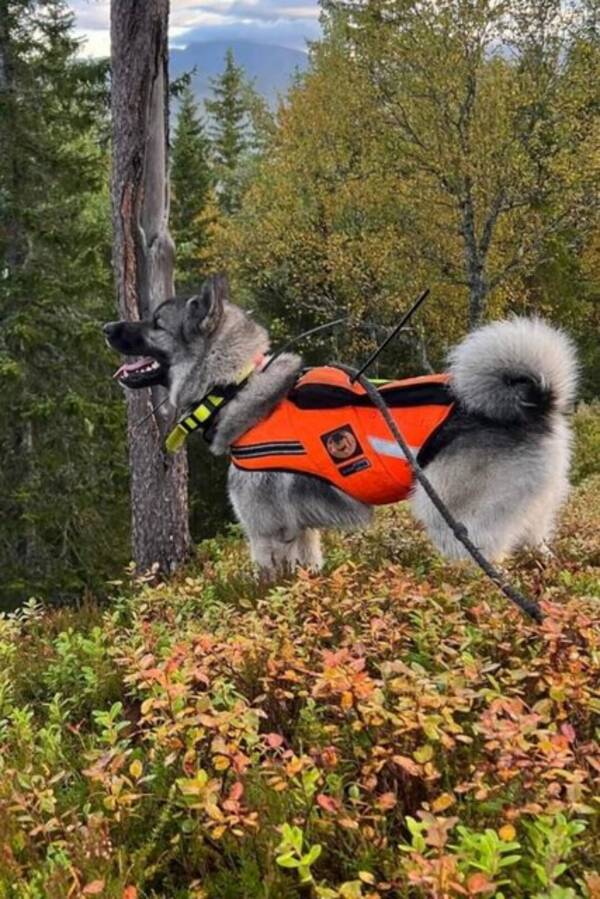 Hund - Norsk grå elghund  Hund - Norsk grå elghund