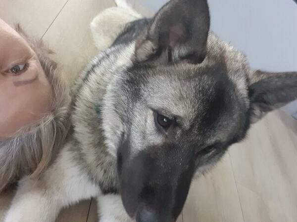 Hund - Norsk gr elghund 