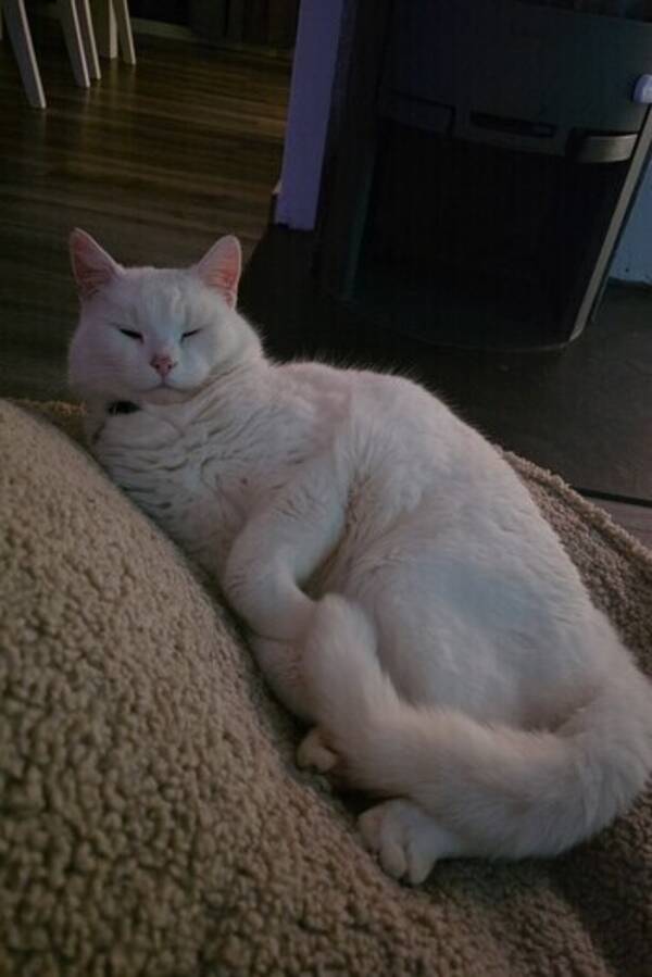 Katt - Katten Taxi Katt - Katten Taxi