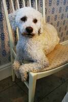 Vit Lagotto romaniolo