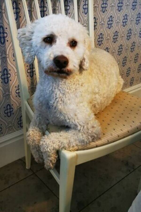 Hund - Vit Lagotto romaniolo Hund - Vit Lagotto romaniolo