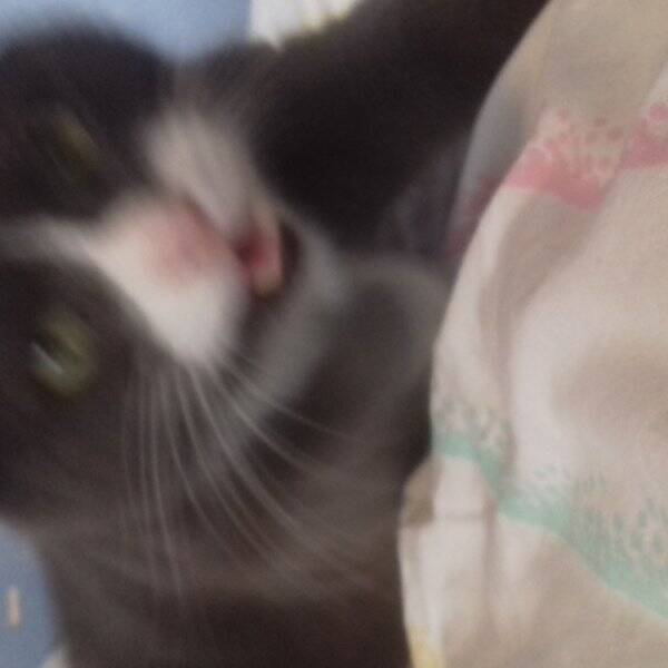 Katt - Katten Laban 