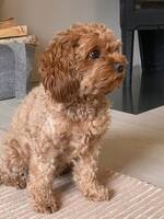 Cavapoo Choco