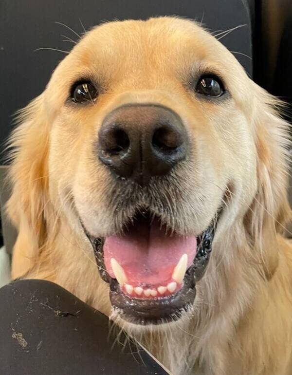 Hund - Helios Hund - Helios