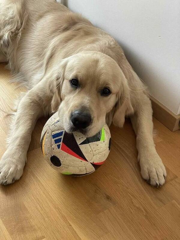 Hund - Helios Hund - Helios